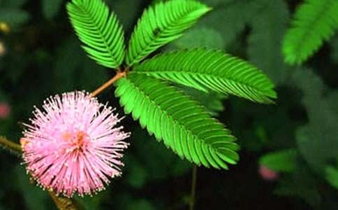 ���߲ݵ���������