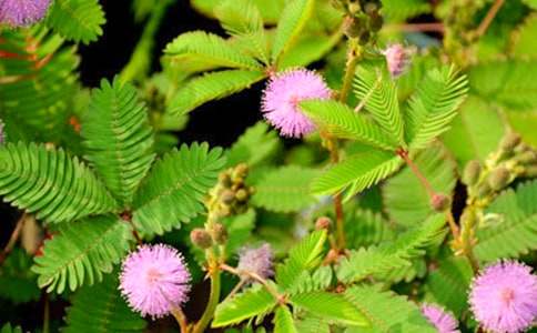 ���᡿���߲�����