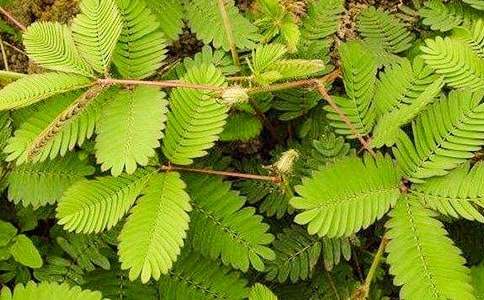 �P�ں��߲ݵ�����