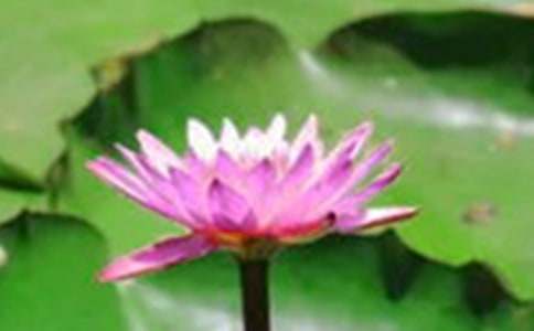 �茑�ɻ�������