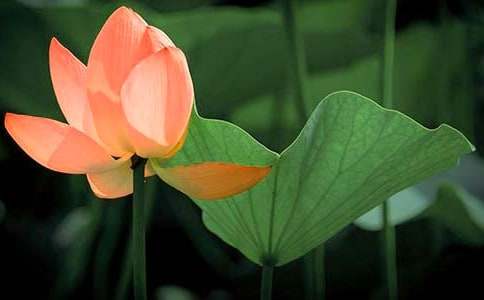 �����x���ɻ������ąR��6ƪ