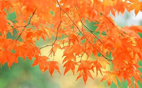 �ձ��P(gu��n)�|�＾�p�t�~���ι���