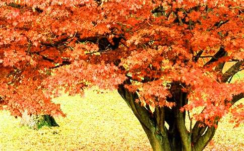 �����ձ��������＾�p�t�~���ι���