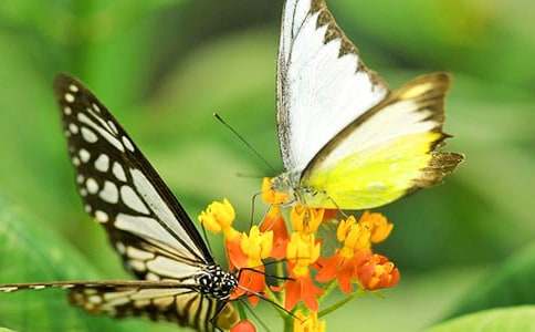 ���P(gu��n)�����Ġ�������