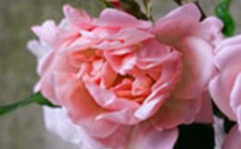 �pɫ����������������E