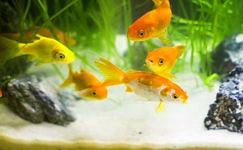  ��ϲ�g�Č���С���~����