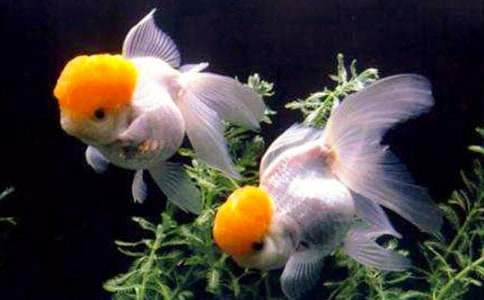 �ɐ�(��i)�Ľ��~(y��)����