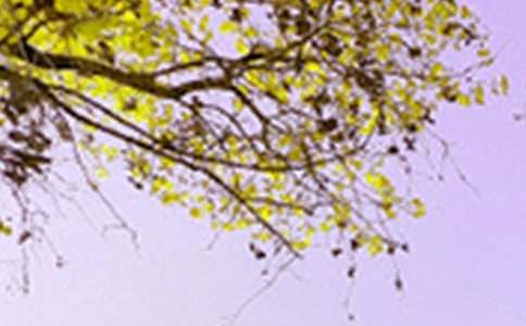 �茑��ɫ������