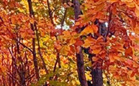 ��@��ɫ����