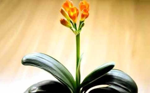 �����m���B(y��ng)ֳ������ע�����(xi��ng)