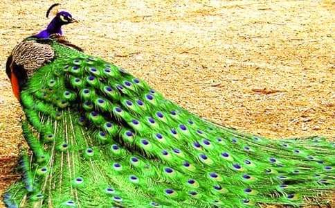 �����ȸ�p�p�����̌W(xu��)�O(sh��)Ӌ(j��)