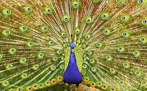 �����ֹ�������ȸ