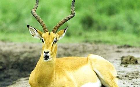 (���A)����ľ���x���15ƪ