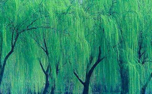 ��ή������