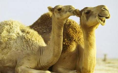 �����񄡷�n��˼