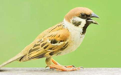 ����ȸ���u(p��ng)�n�壨��(y��u)��