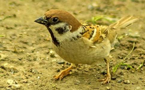 ����ȸ������