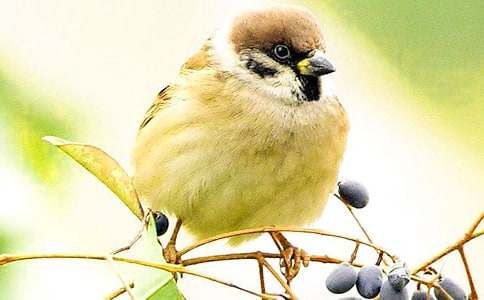 ��ȸ�Ľ̌W(xu��)�O(sh��)Ӌ(j��)