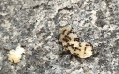 С���Z�ԡ�СΛρ����܇���̰�