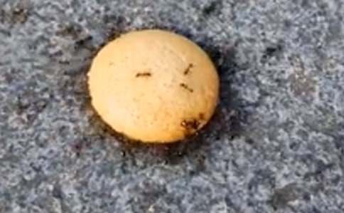 Λρ�Ϙ�������Ͳ��E