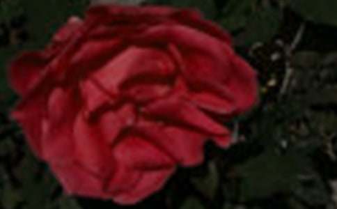 ��С¹��õ�廨���u�n��