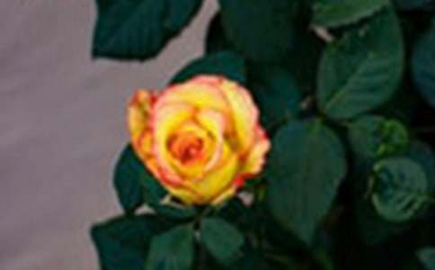 ���tõ���c��õ�塷�x���(12ƪ)