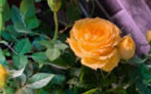 19��tõ�����ʲô���x