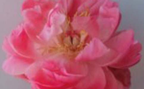 �P(gu��n)��19���Sõ�����ʲô���x-õ�廨��ȫ