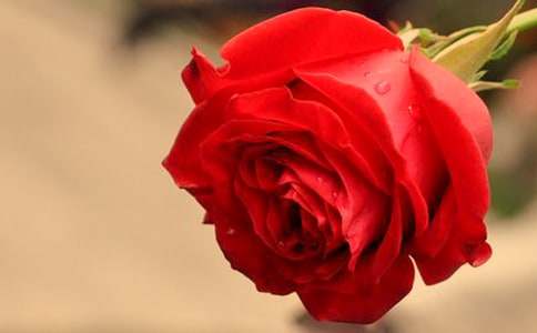 ��õ�廨��ף���Z