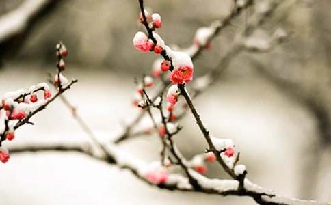 ÷��ɽ����