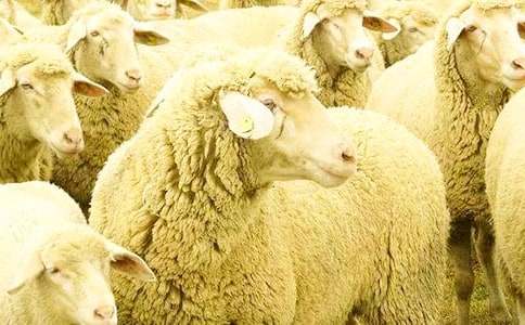 С��̰��ɐ۵�С�d���ӷ�˼