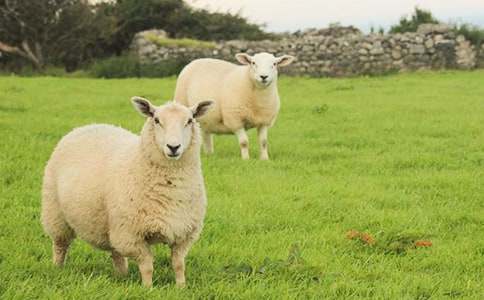 С�����g(sh��)�L���̰���ë���׵ľd�򡷷�˼