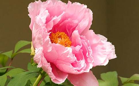 ���(y��ng)ĵ������