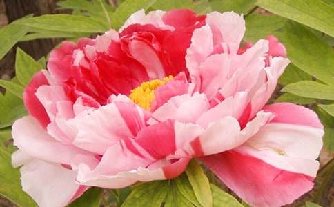 ĵ��ͤ�p��