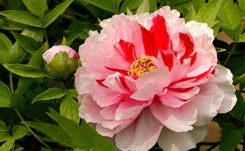 ٝ��ĵ������