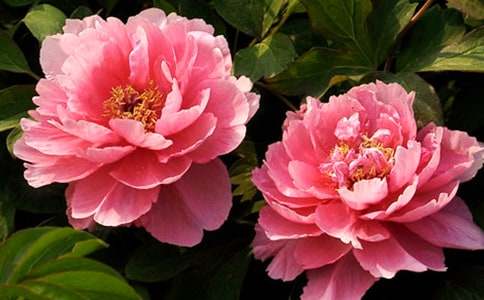 �茑ĵ����������