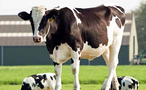 ����������ţ������(x��)�O(sh��)Ӌ(j��)�����𰸣�