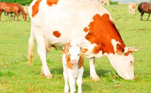 ��ţ����(sh��)��(x��)��(b��o)��