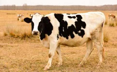 ���^��ţ��(ch��ng)-��������