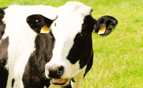 ��������С��ţ��С��̰�