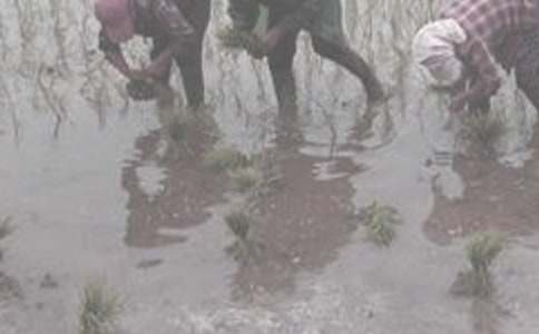 ���r(n��ng)��ӛ������