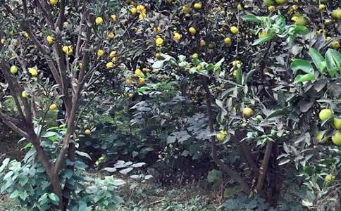 �r(n��ng)�Ҙ�����