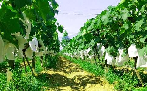 �H���r�Ҙ���Ӳ߄�