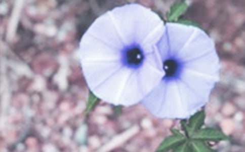 ��ţ�����ġ��]��