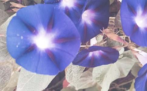 ���᡿��ţ������