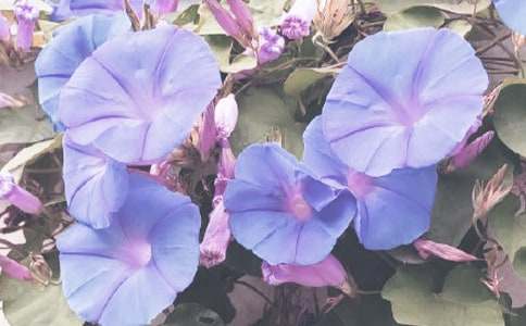 ��ţ������15ƪ