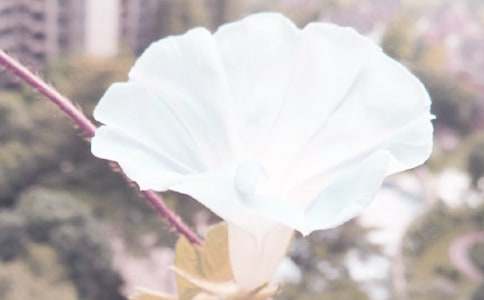 �茑(xi��)��ţ��������