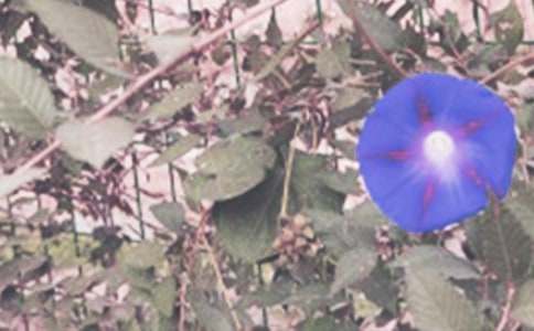 ��ţ���_����