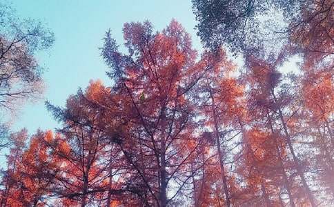 �����L������