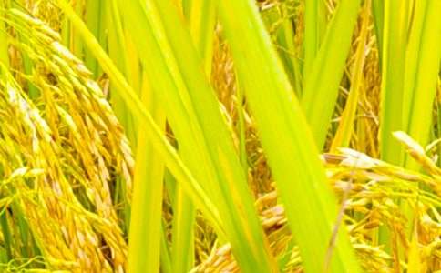 ���]���������r(n��ng)����